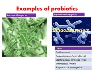 Probiotic Neb Example Probiotic and Prebiotic | PPTX
