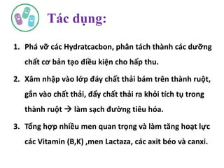 1. Phá vỡ các Hydratcacbon, phân tách thành các dưỡng
chất cơ bản tạo điều kiện cho hấp thu.
2. Xâm nhập vào lớp đáy chất thải bám trên thành ruột,
gắn vào chất thải, đẩy chất thải ra khỏi tích tụ trong
thành ruột  làm sạch đường tiêu hóa.
3. Tổng hợp nhiều men quan trọng và làm tăng hoạt lực
các Vitamin (B,K) ,men Lactaza, các axit béo và canxi.
Tác dụng:
 