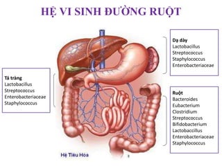Dạ dày
Lactobacillus
Streptococcus
Staphylococcus
Enterobacteriaceae
Ruột
Bacteroides
Eubacterium
Clostridium
Streptococcus
Bifidobacterium
Lactobaccillus
Enterobacteriaceae
Staphylococcus
Tá tràng
Lactobacillus
Streptococcus
Enterobacteriaceae
Staphylococcus
HỆ VI SINH ĐƯỜNG RUỘT
 