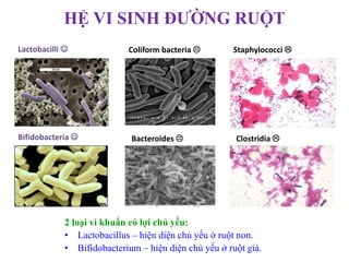 2 loại vi khuẩn có lợi chủ yếu:
• Lactobacillus – hiện diện chủ yếu ở ruột non.
• Bifidobacterium – hiện diện chủ yếu ở ruột già.
Lactobacilli  Coliform bacteria  Staphylococci 
Bifidobacteria  Bacteroides  Clostridia 
HỆ VI SINH ĐƯỜNG RUỘT
 