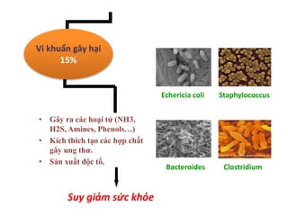 • Gây ra các hoại tử (NH3,
H2S, Amines, Phenols…)
• Kích thích tạo các hợp chất
gây ung thư.
• Sản xuất độc tố.
Suy giảm sức khỏe
Vi khuẩn gây hại
15%
Echericia coli Staphylococcus
Bacteroides Clostridium
 