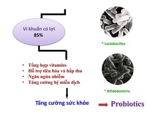 • Tổng hợp vitamins
• Hỗ trợ tiêu hóa và hấp thu
• Ngăn ngừa nhiễm
• Tăng cường hệ miễn dịch
* Lactobacillus
* Bifidobacteria
Vi khuẩn có lợi
85%
Tăng cường sức khỏe Probiotics
 
