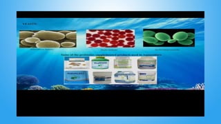 Probiotic bacteria and its importance in aquaculture.pptx