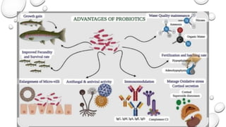 Probiotic bacteria and its importance in aquaculture.pptx