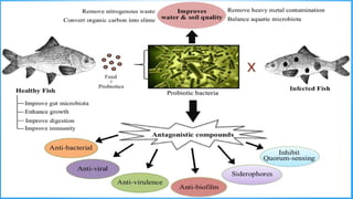 Probiotic bacteria and its importance in aquaculture.pptx