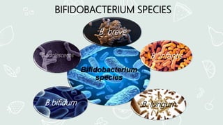 Bifidobacterium
species
B. breve
B. infantis
B. longumB.bifidum
B.adolescentis
BIFIDOBACTERIUM SPECIES
 