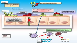 LUMEN
LAMINA
PROPRIA
1.Enhancement of epithelial
barrier
probiotics
Mucsins and defensins
Pathogens
2.Increased adhesion to
intestinal mucosa
3. Inhibition of pathogen adhesion
4. Competitive exclusion of
pathogenic micro-organisms
5.Production of anti-micro-organism
substance
Dcs
Immature Dc macrophage
6. Modulation of the immune system
Treg Th1 Th2 Th17
 