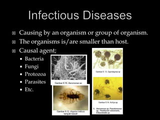  Causing by an organism or group of organism.
 The organisms is/are smaller than host.
 Causal agent;
 Bacteria
 Fungi
 Protozoa
 Parasites
 Etc.
 