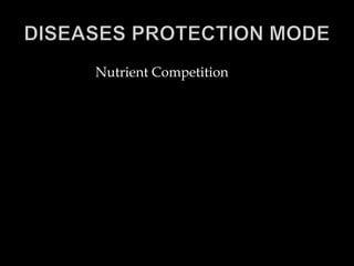 Nutrient Competition
 