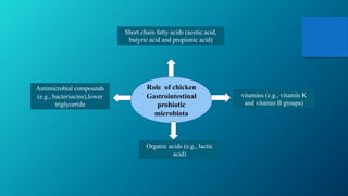 Role of chicken
Gastrointestinal
probiotic
microbiota
Short chain fatty acids (acetic acid,
butyric acid and propionic acid)
Antimicrobial compounds
(e.g., bacteriocins),lower
triglyceride
Organic acids (e.g., lactic
acid)
vitamins (e.g., vitamin K
and vitamin B groups)
 