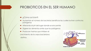 PROBIOTICOS EN EL SER HUMANO
 ¿Cómo actúan?:
 Aumentan el número de bacterias benéficas las cuales luchan contra los
patógenos
 Alterando el pH del lugar donde se encuentre
 Digiere los alimentos antes que los patógenos
 Producen toxinas que inhiben el
crecimiento de la cepa bacteriana
dañina.
 