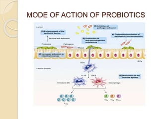 MODE OF ACTION OF PROBIOTICS
 