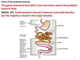 Home of the probiotic bacteria:
The gastro-intestinal tract (GIT) is the best home where the probiotic
bacteria lived.
Within GIT- Small amount is found in stomach and small intestine,
but the majority is found in the large intestine.
14
 