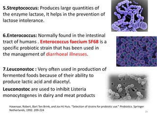 5.Streptococcus: Produces large quantities of
the enzyme lactase, It helps in the prevention of
lactose intolerance.
6.Enterococcus: Normally found in the intestinal
tract of humans . Enterococcus faecium SF68 is a
specific probiotic strain that has been used in
the management of diarrhoeal illnesses.
7.Leuconostoc : Very often used in production of
fermented foods because of their ability to
produce lactic acid and diacetyl.
Leuconostoc are used to inhibit Listeria
monocytogenes in dairy and meat products
Havenaar, Robert, Bart Ten Brink, and Jos HJ Huis. “Selection of strains for probiotic use.” Probiotics. Springer
Netherlands, 1992. 209-224 19
 