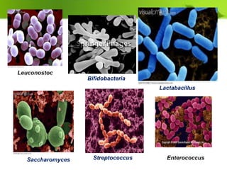 Lactabacillus
Bifidobacteria
Saccharomyces Streptococcus Enterococcus
Leuconostoc
 