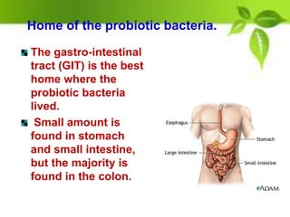 Home of the probiotic bacteria.
The gastro-intestinal
tract (GIT) is the best
home where the
probiotic bacteria
lived.
Small amount is
found in stomach
and small intestine,
but the majority is
found in the colon.
 