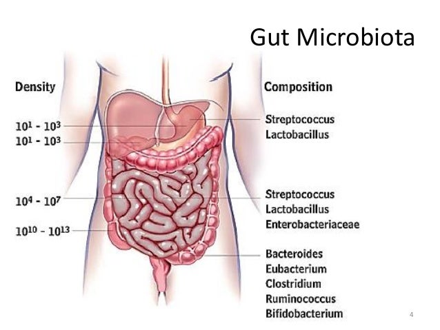 Image result for the gut