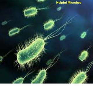 Helpful Microbes
 