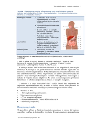 Guias Mundiais da WGO Probióticos e prebióticos 13
© World Gastroenterology Organisation, 2011
Tabela 6 Flora intestinal humana. A flora intestinal forma um ecossistema diverso e
dinâmico que inclui bactérias, Archae, e Eucaria adaptadas a viver na superfície da mucosa
intestinal ou dentro da luz intestinal
Estômago e duodeno • Quantidades muito baixas de
microorganismos: < 103 de
células bacterianas por grama de
conteúdo
• Fundamentalmente lactobacilos e
estreptococos
• O ácido, a bilis, e as secreções
pancreáticas suprimem a maioria
dos micróbios ingeridos
• A atividade motora fásica
propulsiva dificulta a colonização
estável do lúmen
Jejuno e íleo • O número de bactérias aumenta
progressivamente de umas 104
células no jejuno a 107
células por
grama de conteúdo íleo distal
Intestino grosso • Densamente povoado por
anaeróbios: 1012
células por grama
de conteúdo luminal
Imagem adaptada de www.healthsystem.virginia.edu/uvahealth/adult_digest/images/
ei_0132.gif.
1, boca; 2, faringe; 3, língua; 4, esôfago; 5, pâncreas; 6, estômago; 7, fígado; 8, cólon
transverso; 9, vesícula; 10, cólon descendente; 11, duodeno; 12, jejuno; 13, cólon
ascendente; 14, cólon sigmóide; 15, íleo; 16, reto; 17, anus.
A interação normal entre as bactérias intestinais e seu hospedeiro é uma relação
simbiótica. A presença de um grande número de estruturas linfóides organizadas na
mucosa do intestino delgado (placas de Peyer) sugere que as bactérias intestinais têm
uma importante influência sobre a função imune. Seu epitélio está especializado em
capturar e fazer amostragem de antígenos, e contém centros germinais linfóides para a
indução de respostas imunes adaptativas. No cólon, os microorganismos proliferam
fermentando os substratos disponíveis da dieta ou as secreções endógenas.
O intestino é o órgão relacionado com a função imune mais importante do
organismo: aproximadamente 60% de todas as células imunes estão presentes na
mucosa intestinal. O sistema imunológico controla as respostas imunes contra:
• Proteínas da dieta
• —Prevenção de alergias alimentares
• Microorganismos patogênicos
• —Vírus (rotavírus, poliovírus)
• —Bactérias (Salmonella, Listeria, Clostridium, etc.)
• —Parasitos (Toxoplasma)
Mecanismos de ação
Os probióticos afetam as bactérias intestinais aumentando o número de bactérias
anaeróbias benéficas e diminuindo a população de microorganismos potencialmente
 