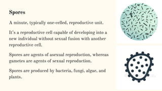 Spores
A minute, typically one-celled, reproductive unit.
It’s a reproductive cell capable of developing into a
new individual without sexual fusion with another
reproductive cell.
Spores are agents of asexual reproduction, whereas
gametes are agents of sexual reproduction.
Spores are produced by bacteria, fungi, algae, and
plants.
 