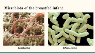 Microbiota of the breastfed infant
Lactobacillus Bifidobacterium
 