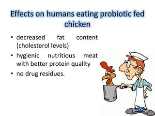 Effects on humans eating probiotic fed
chicken
• decreased fat content
(cholesterol levels)
• hygienic nutritious meat
wit...