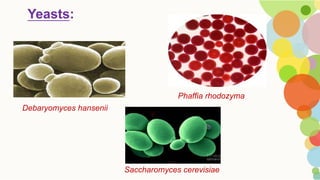Probiotics used in aquaculture | PDF