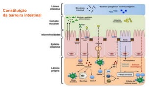 Constituição
da barreira intestinal
 