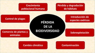 PÉRDIDA
DE LA
BIODIVERSIDAD
Pérdida y degradación
de hábitats
Introducción de
especies exóticas
Crecimiento
poblacional humana
Control de plagas
Comercio de plantas y
animales
Sobrexplotación
ContaminaciónCambio climático
 