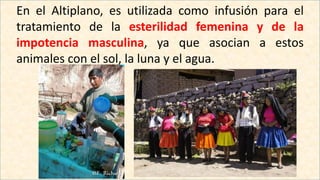 En el Altiplano, es utilizada como infusión para el
tratamiento de la esterilidad femenina y de la
impotencia masculina, ya que asocian a estos
animales con el sol, la luna y el agua.
 