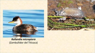 Rollandia microptera
(Zambullidor del Titicaca)
 