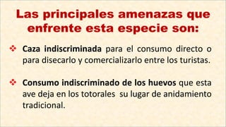  Caza indiscriminada para el consumo directo o
para disecarlo y comercializarlo entre los turistas.
 Consumo indiscriminado de los huevos que esta
ave deja en los totorales su lugar de anidamiento
tradicional.
Las principales amenazas que
enfrente esta especie son:
 