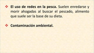 El uso de redes en la pesca. Suelen enredarse y
morir ahogadas al buscar el pescado, alimento
que suele ser la base de su dieta.
 Contaminación ambiental.
 