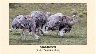 Rhea pennata
(Suri o ñandú andino)
 