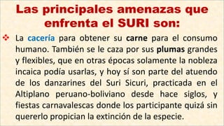  La cacería para obtener su carne para el consumo
humano. También se le caza por sus plumas grandes
y flexibles, que en otras épocas solamente la nobleza
incaica podía usarlas, y hoy sí son parte del atuendo
de los danzarines del Suri Sicuri, practicada en el
Altiplano peruano-boliviano desde hace siglos, y
fiestas carnavalescas donde los participante quizá sin
quererlo propician la extinción de la especie.
Las principales amenazas que
enfrenta el SURI son:
 
