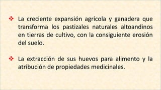  La creciente expansión agrícola y ganadera que
transforma los pastizales naturales altoandinos
en tierras de cultivo, con la consiguiente erosión
del suelo.
 La extracción de sus huevos para alimento y la
atribución de propiedades medicinales.
 