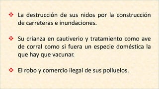  La destrucción de sus nidos por la construcción
de carreteras e inundaciones.
 Su crianza en cautiverio y tratamiento como ave
de corral como si fuera un especie doméstica la
que hay que vacunar.
 El robo y comercio ilegal de sus polluelos.
 