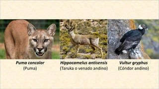 Vultur gryphus
(Cóndor andino)
Puma concolor
(Puma)
Hippocamelus antisensis
(Taruka o venado andino)
 