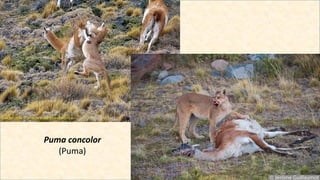Puma concolor
(Puma)
 
