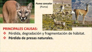 Puma concolor
(Puma)
PRINCIPALES CAUSAS:
 Pérdida, degradación y fragmentación de hábitat.
 Pérdida de presas naturales.
 