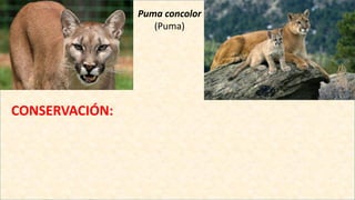 Puma concolor
(Puma)
CONSERVACIÓN:
 