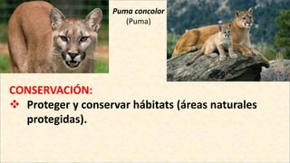 Puma concolor
(Puma)
CONSERVACIÓN:
 Proteger y conservar hábitats (áreas naturales
protegidas).
 