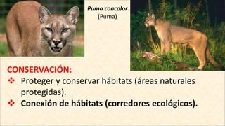 Puma concolor
(Puma)
CONSERVACIÓN:
 Proteger y conservar hábitats (áreas naturales
protegidas).
 Conexión de hábitats (corredores ecológicos).
 