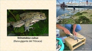 Telmatobius culeus
(Rana gigante del Titicaca)
 