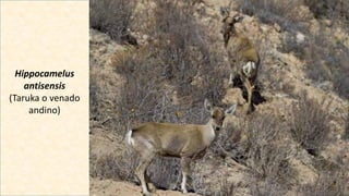 Hippocamelus
antisensis
(Taruka o venado
andino)
 