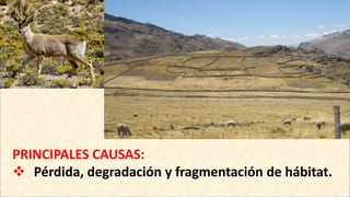PRINCIPALES CAUSAS:
 Pérdida, degradación y fragmentación de hábitat.
 