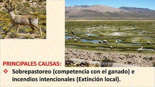 PRINCIPALES CAUSAS:
 Sobrepastoreo (competencia con el ganado) e
incendios intencionales (Extinción local).
 