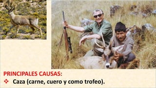 PRINCIPALES CAUSAS:
 Caza (carne, cuero y como trofeo).
 
