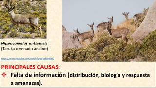 Hippocamelus antisensis
(Taruka o venado andino)
https://www.youtube.com/watch?v=qFbz6RrKOlQ
PRINCIPALES CAUSAS:
 Falta de información (distribución, biología y respuesta
a amenazas).
 