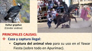 Vultur gryphus
(Cóndor andino)
PRINCIPALES CAUSAS:
 Caza y captura ilegal:
• Captura del animal vivo para su uso en el Yawar
Fiesta (sobre todo en Apurímac).
 